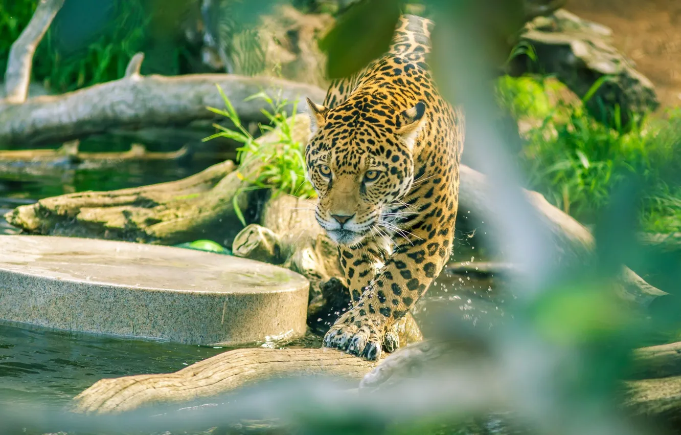 Photo wallpaper predator, Jaguar, wild cat, zoo