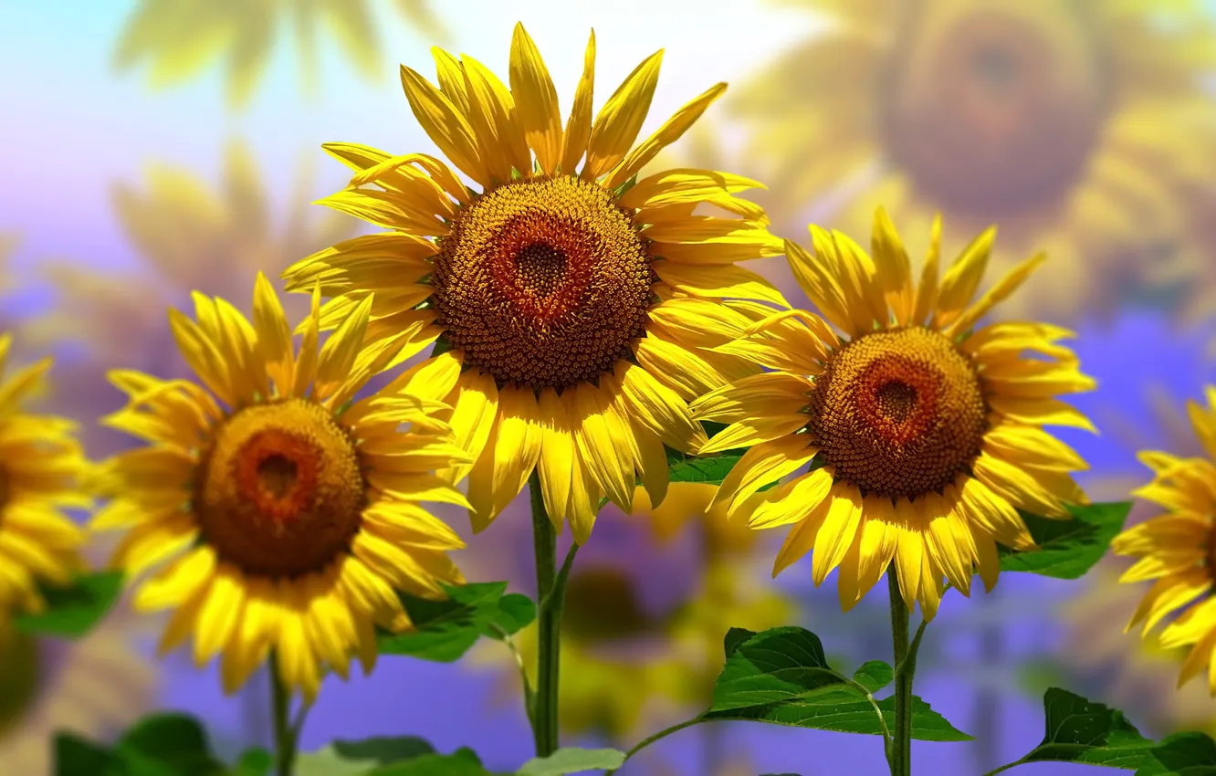 Photo wallpaper Graphics, Flowers, Sunflowers