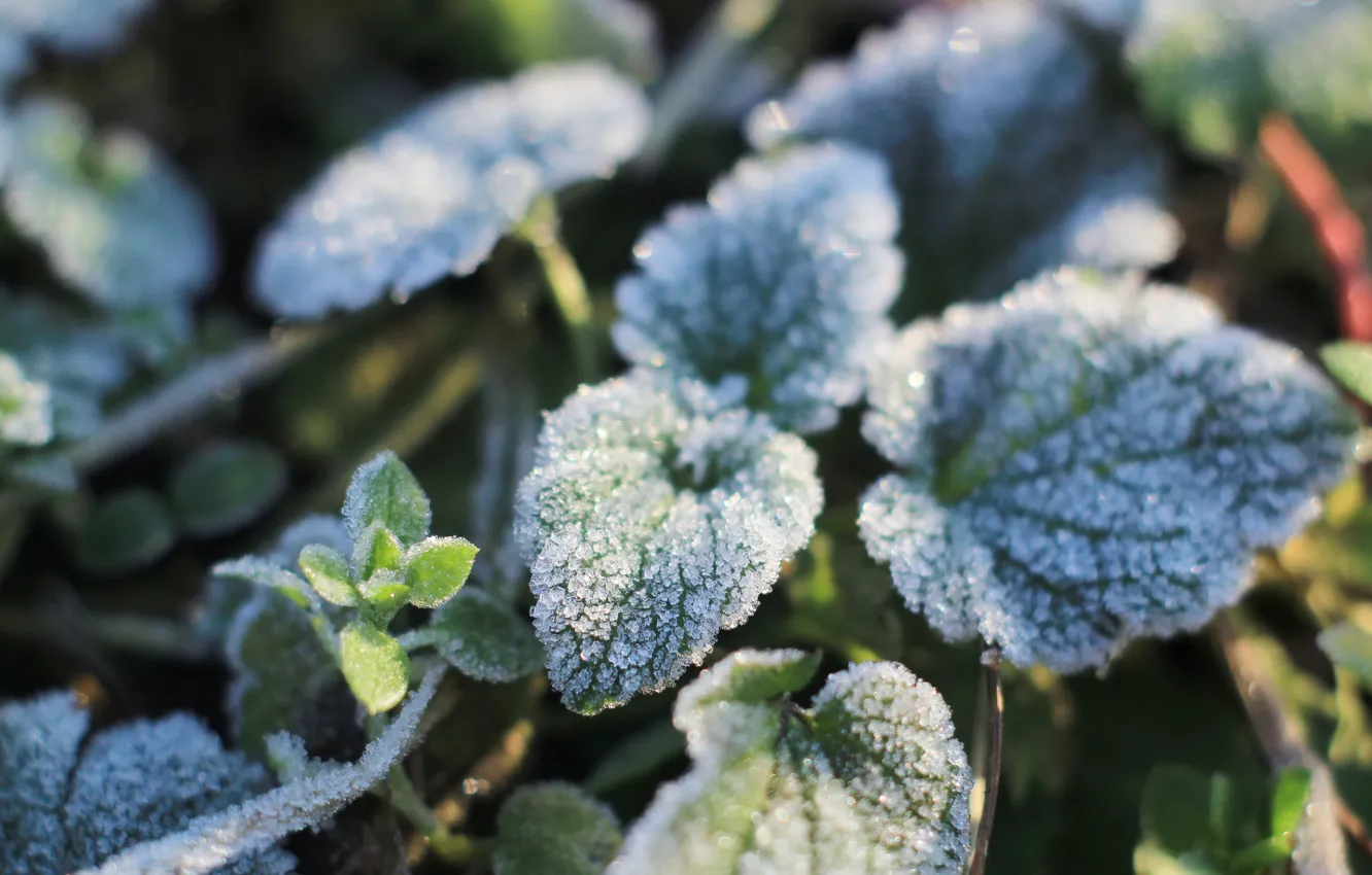 Photo wallpaper winter, leaf, plant, hoarfrost