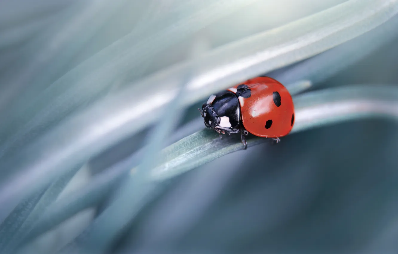 Photo wallpaper macro, ladybug, insect