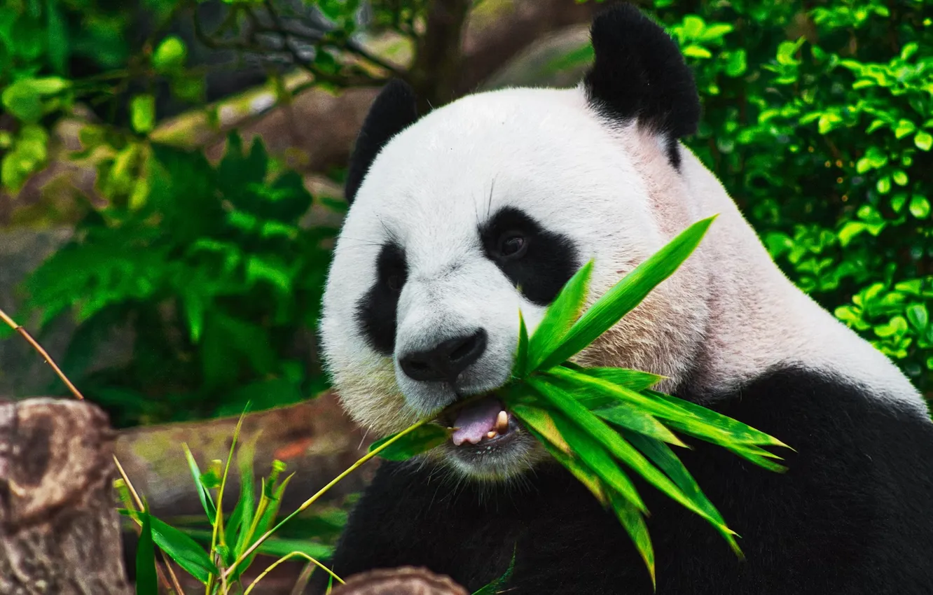 Photo wallpaper China, bear, animal, wildlife, panda