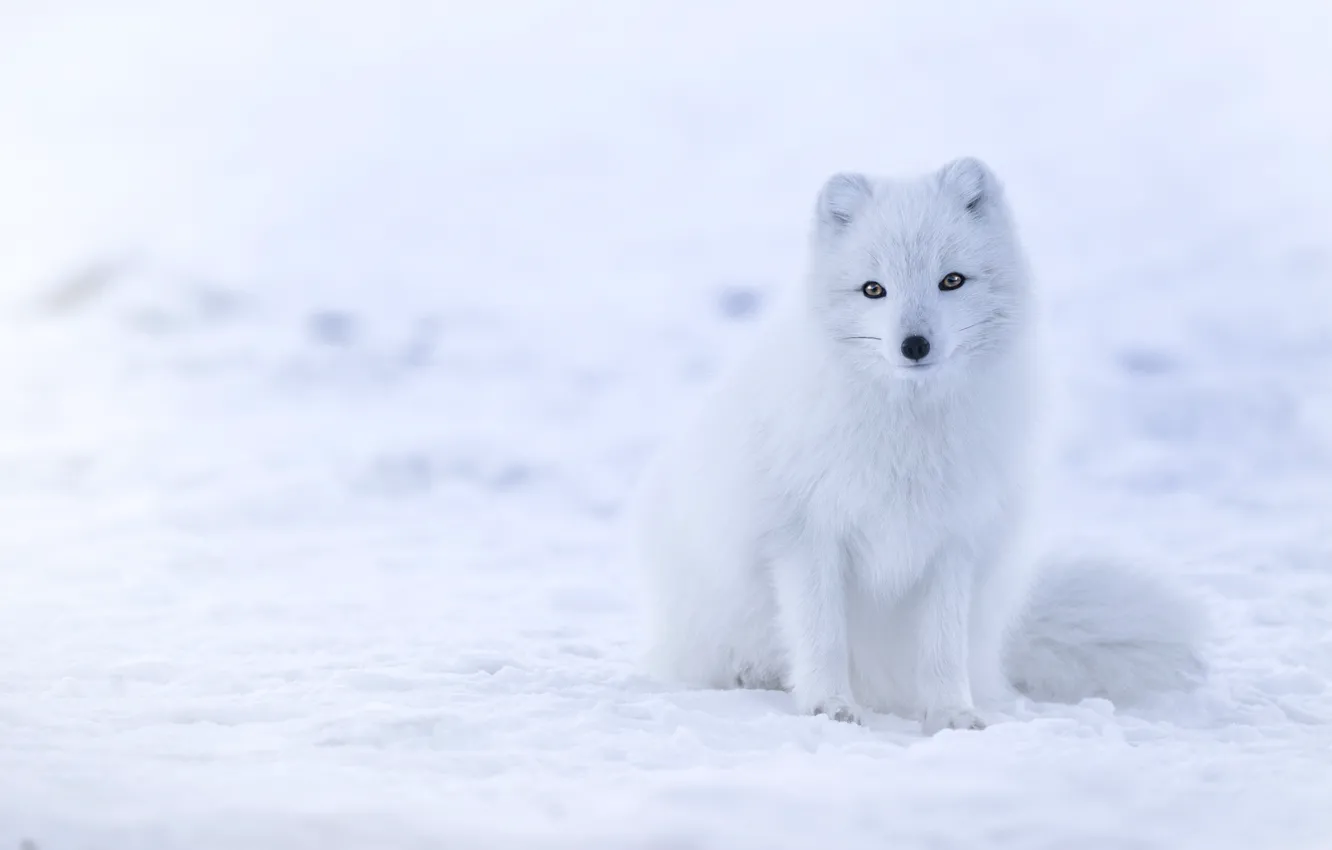 Photo wallpaper winter, white, look, snow, the snow, Fox