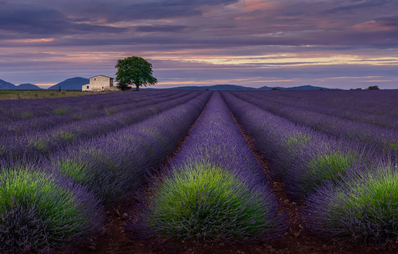 Photo wallpaper field, the sky, clouds, flowers, home, the evening, lavender, Provence