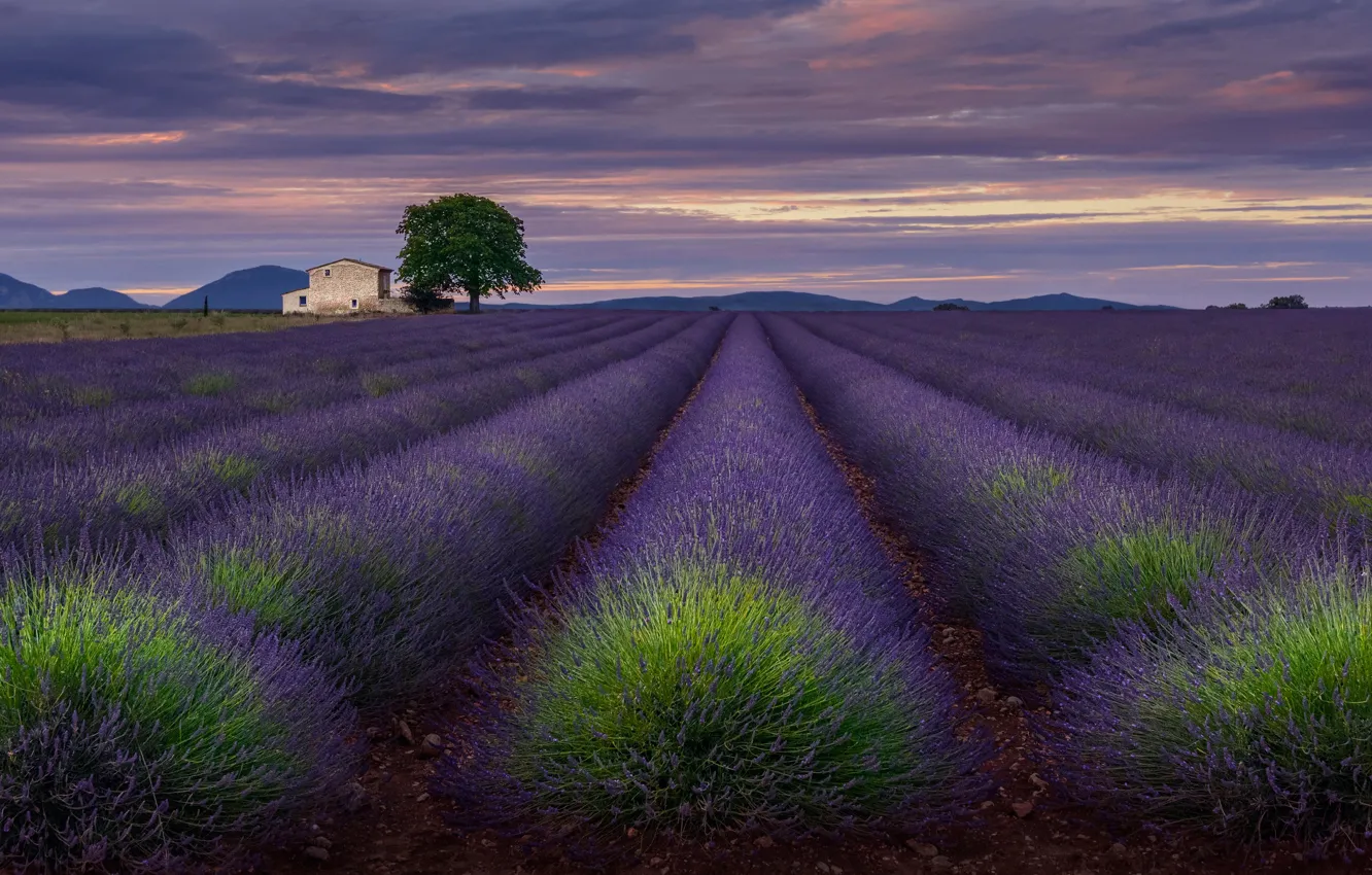 Photo wallpaper field, the sky, clouds, flowers, house, the evening, lavender, Provence