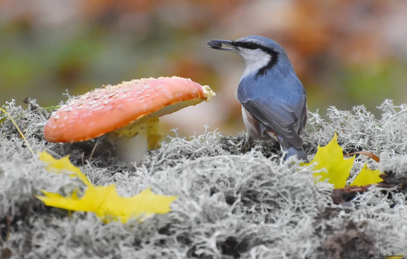 Photo wallpaper autumn, birds, nuthatch, photohunt