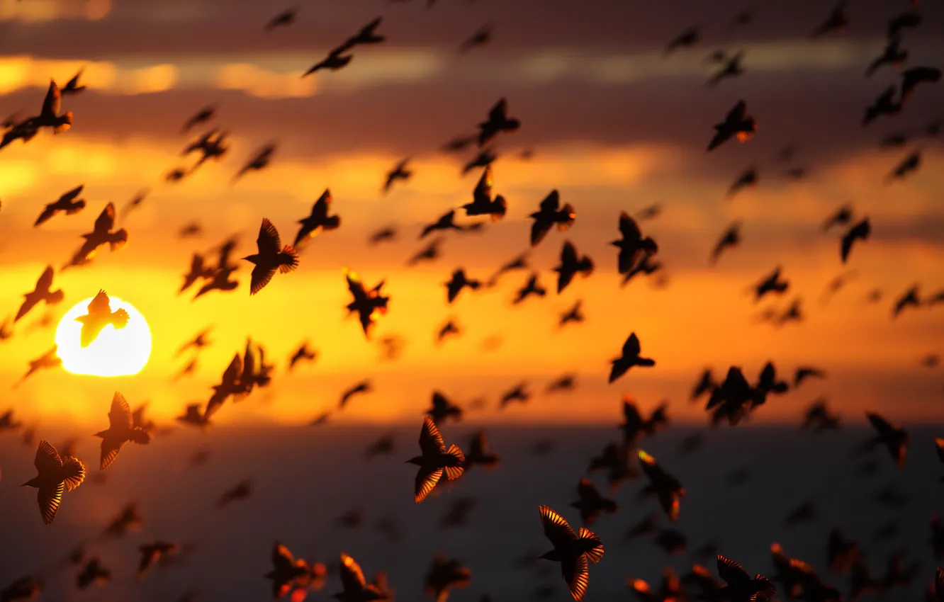Photo wallpaper the sky, the sun, sunset, bird, pack, the evening