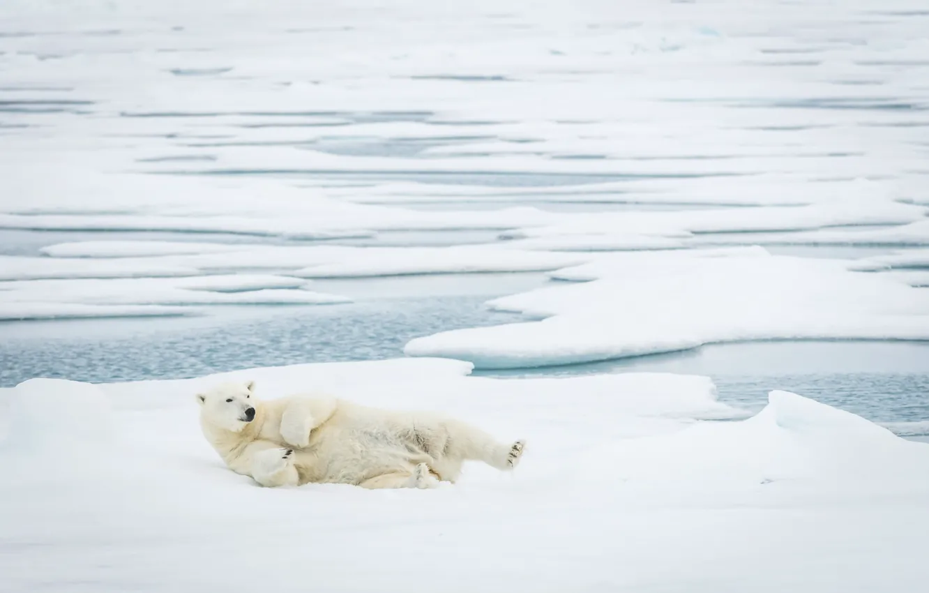 Photo wallpaper Bear, Polar, Sleepy