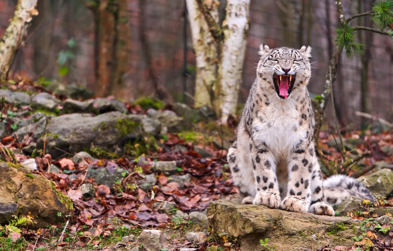 Photo wallpaper stones, foliage, IRBIS, snow leopard, sitting, yawns