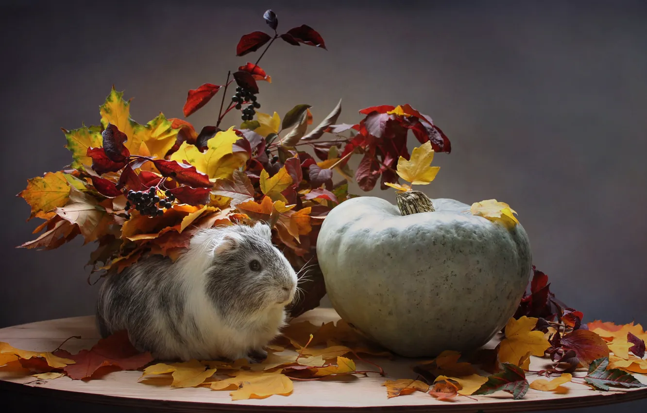 Photo wallpaper sadness, autumn, animals, leaves, pumpkin, Guinea pig