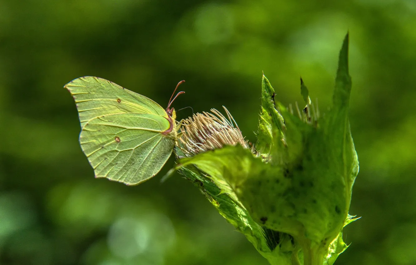 Photo wallpaper flowers, macro, butterfly, wings, beautiful, closeup