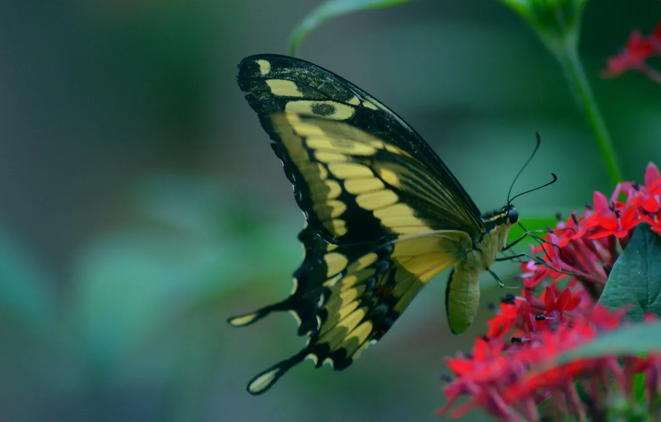 Photo wallpaper flowers, macro, butterfly, wings, beautiful, closeup