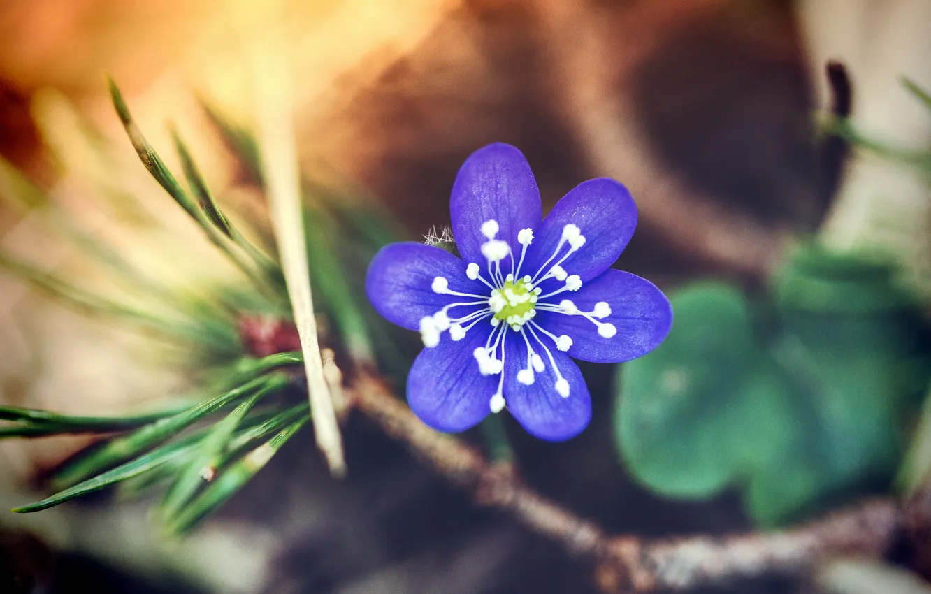 Photo wallpaper flowers, blue, petals