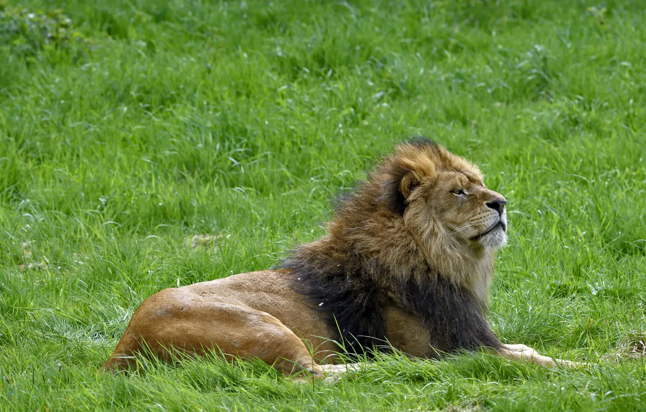 Photo wallpaper cat, grass, stay, Leo, profile