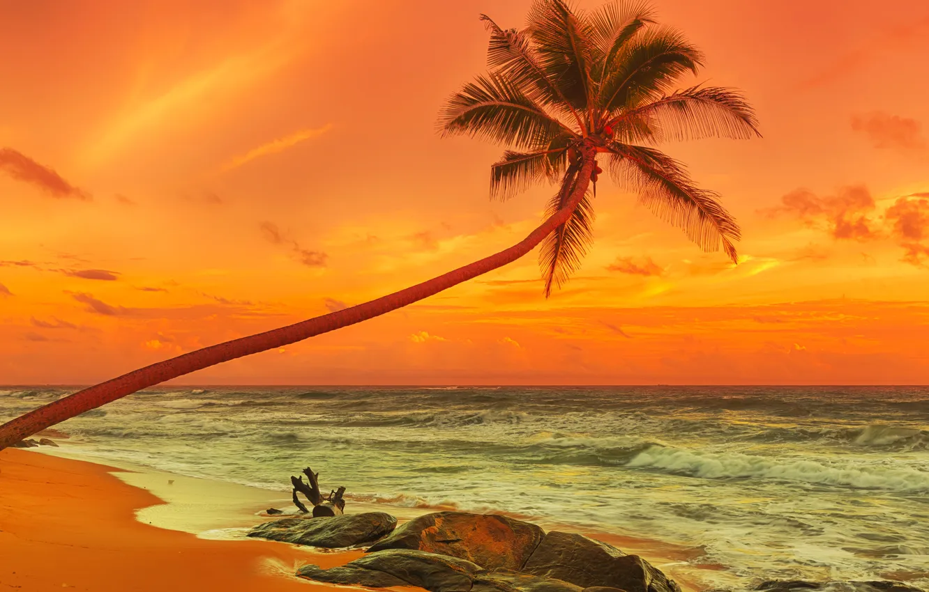 Photo wallpaper sand, sea, beach, sunset, palm trees, shore, beach, sea