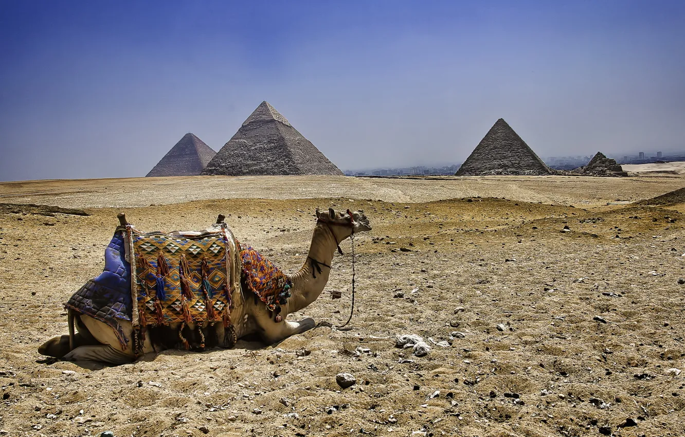 Photo wallpaper camel, Egypt, pyramid
