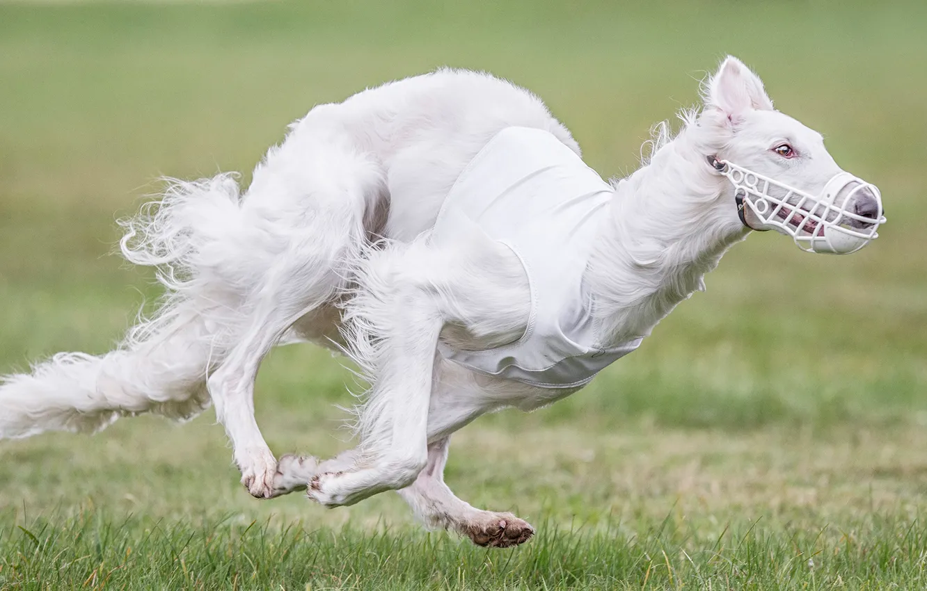 Photo wallpaper dog, running, the muzzle