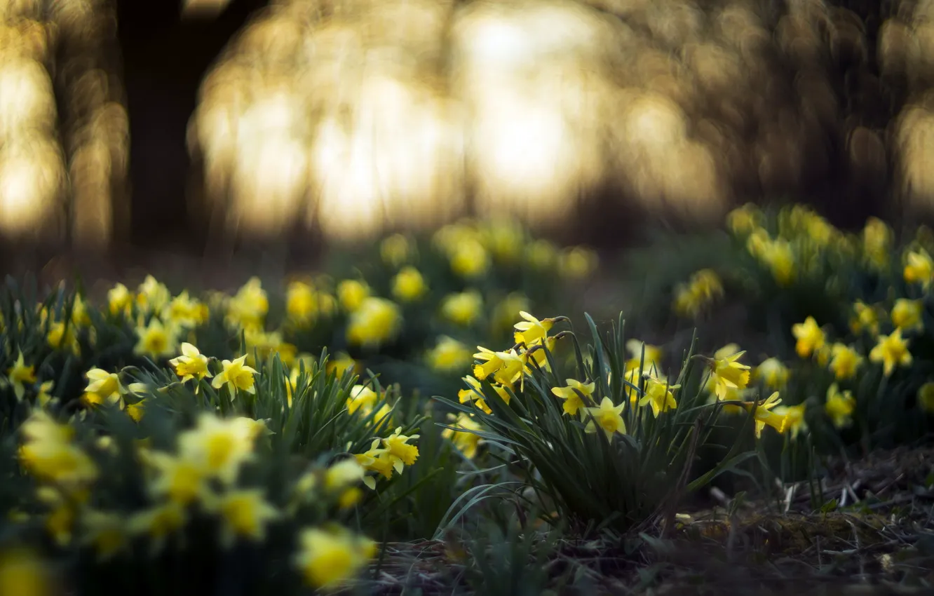 Photo wallpaper flowers, nature, spring