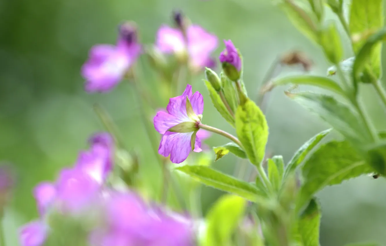 Photo wallpaper leaves, flowers, petals, blur, stem, buds, lilac