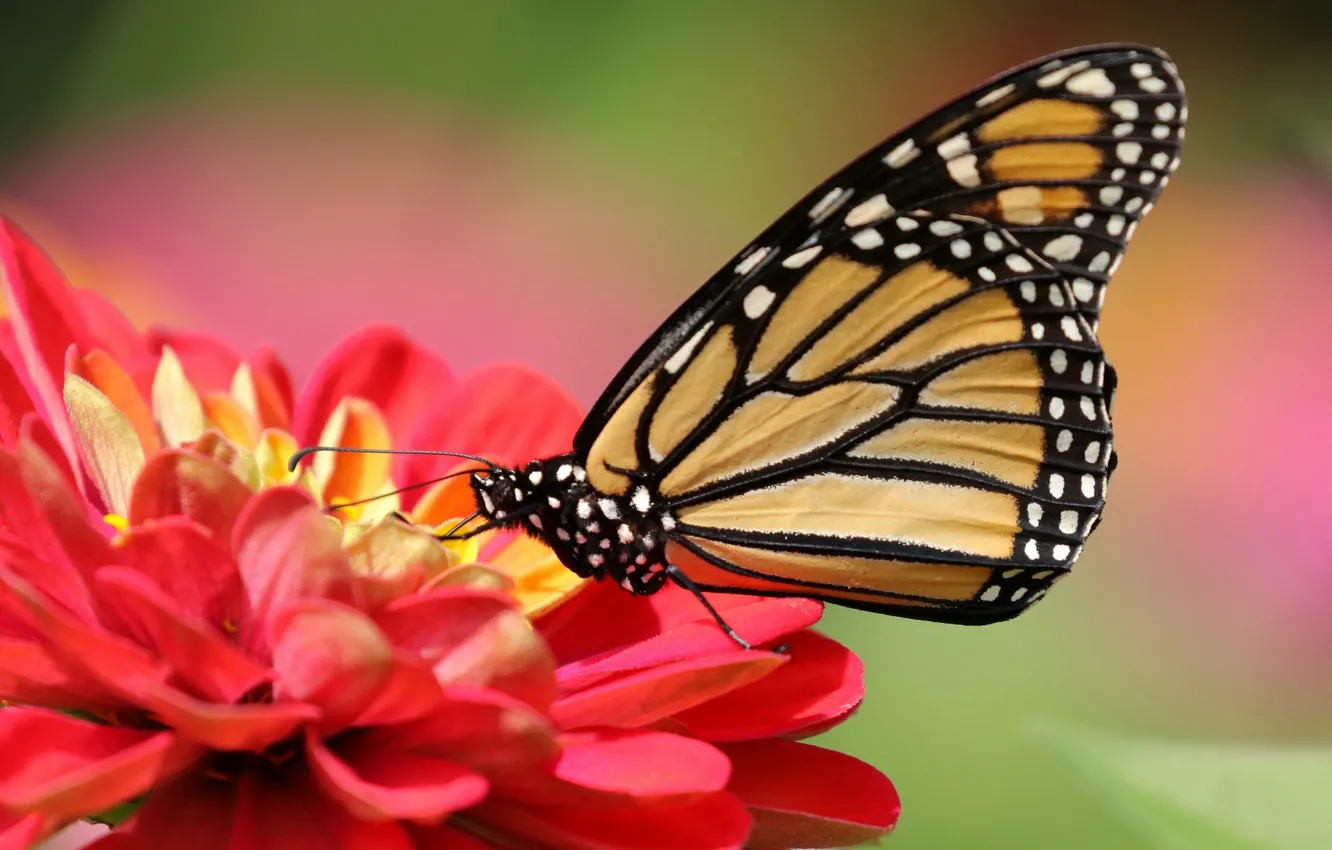 Photo wallpaper macro, flowers, background, butterfly, zinnia, The monarch