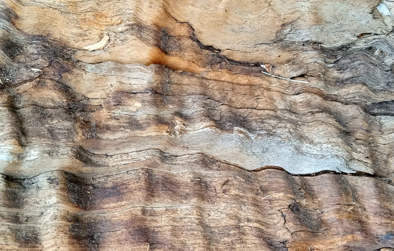 Photo wallpaper tree, wood, wood texture