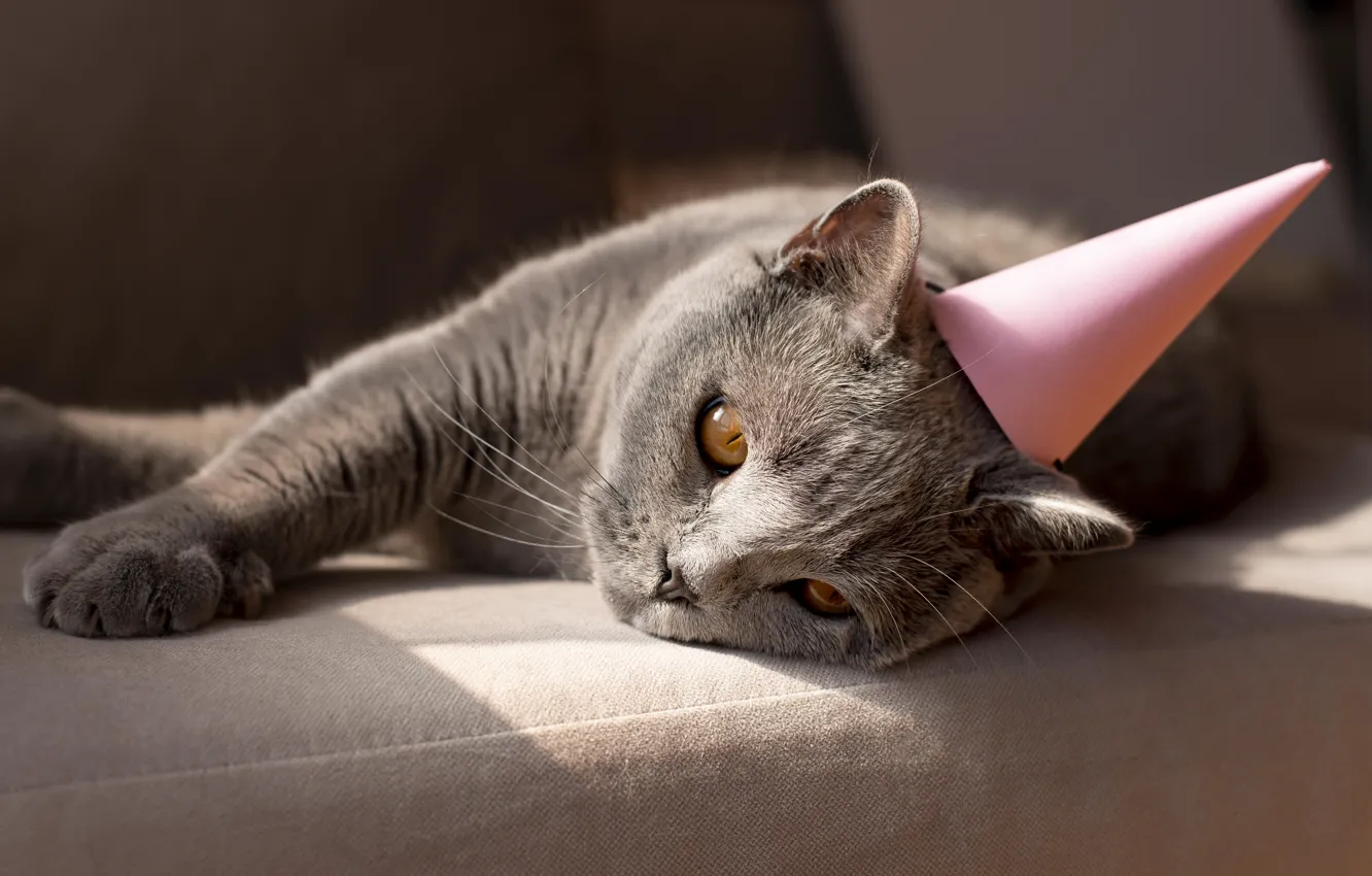 Photo wallpaper cat, cat, cap