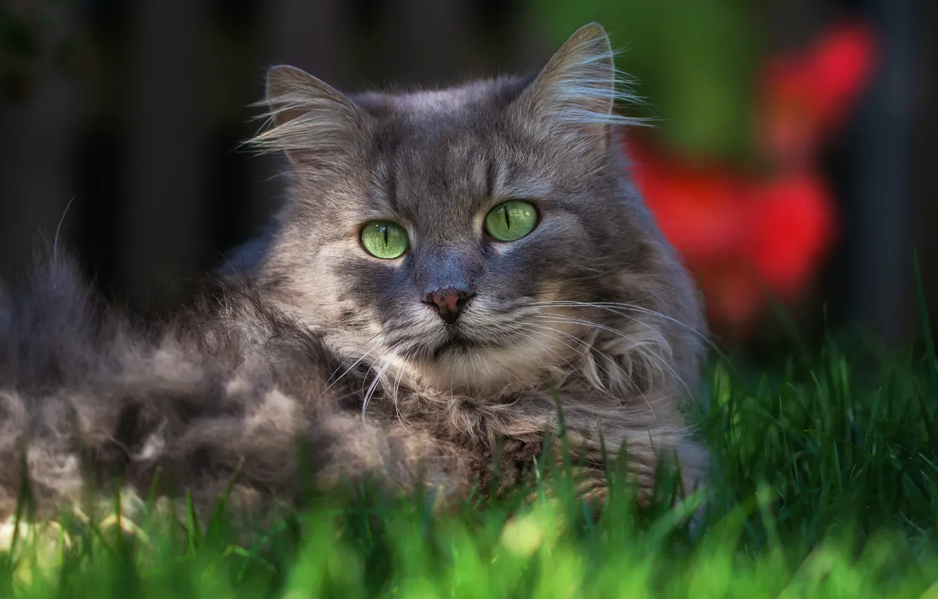 Photo wallpaper greens, cat, grass, cat, look, face, light, grey