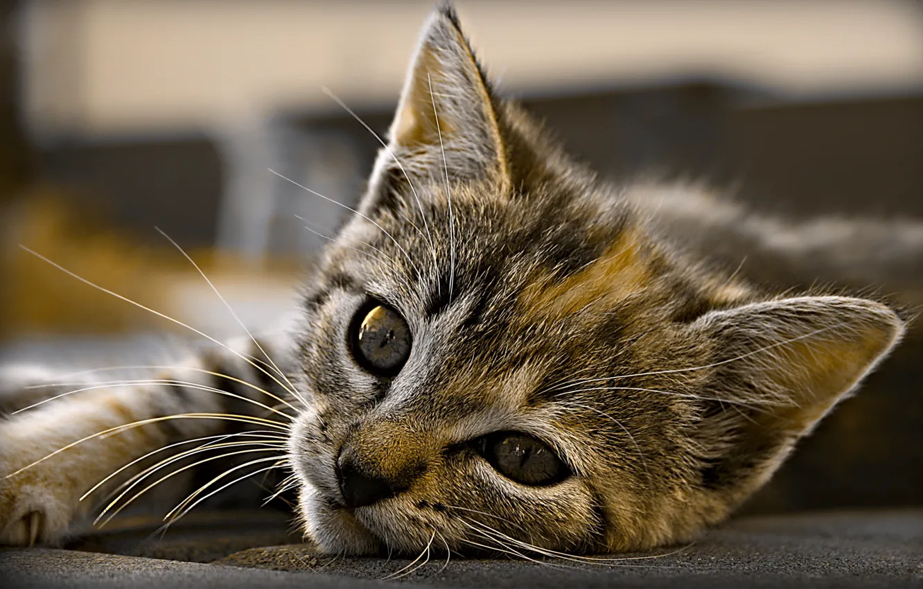 Photo wallpaper cat, look, kitty