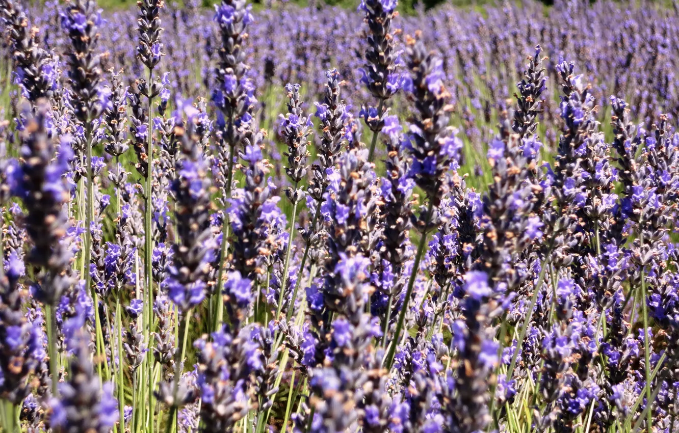 Photo wallpaper field, purple, macro, flowers, nature, France, lavender