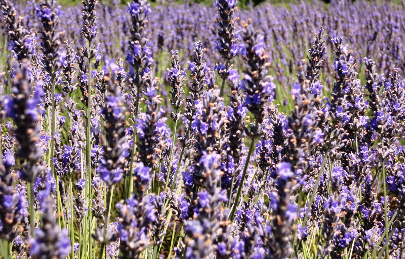 Photo wallpaper macro, nature, France, Flowers, Field, Purple, Lavender