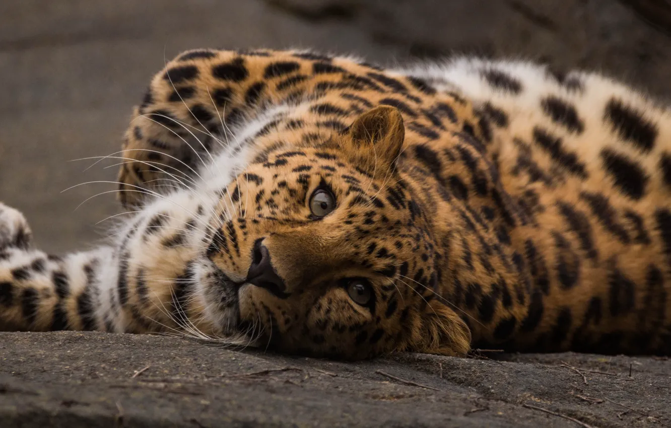 Photo wallpaper predator, leopard, wild cat, peer