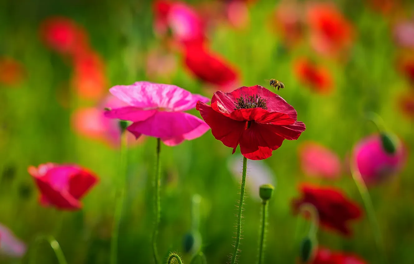 Photo wallpaper summer, bee, Maki, meadow