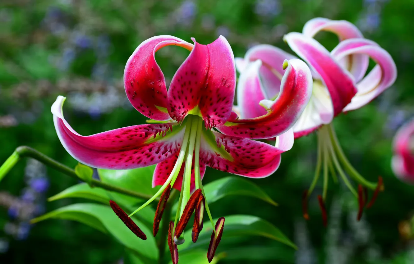 Photo wallpaper macro, Lily, bokeh