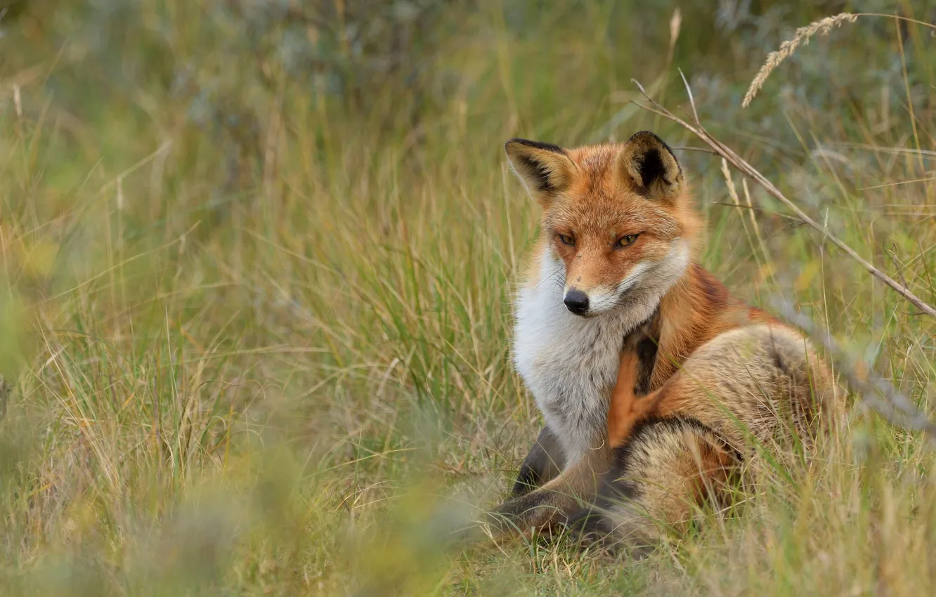 Photo wallpaper grass, look, face, pose, background, glade, paws, Fox