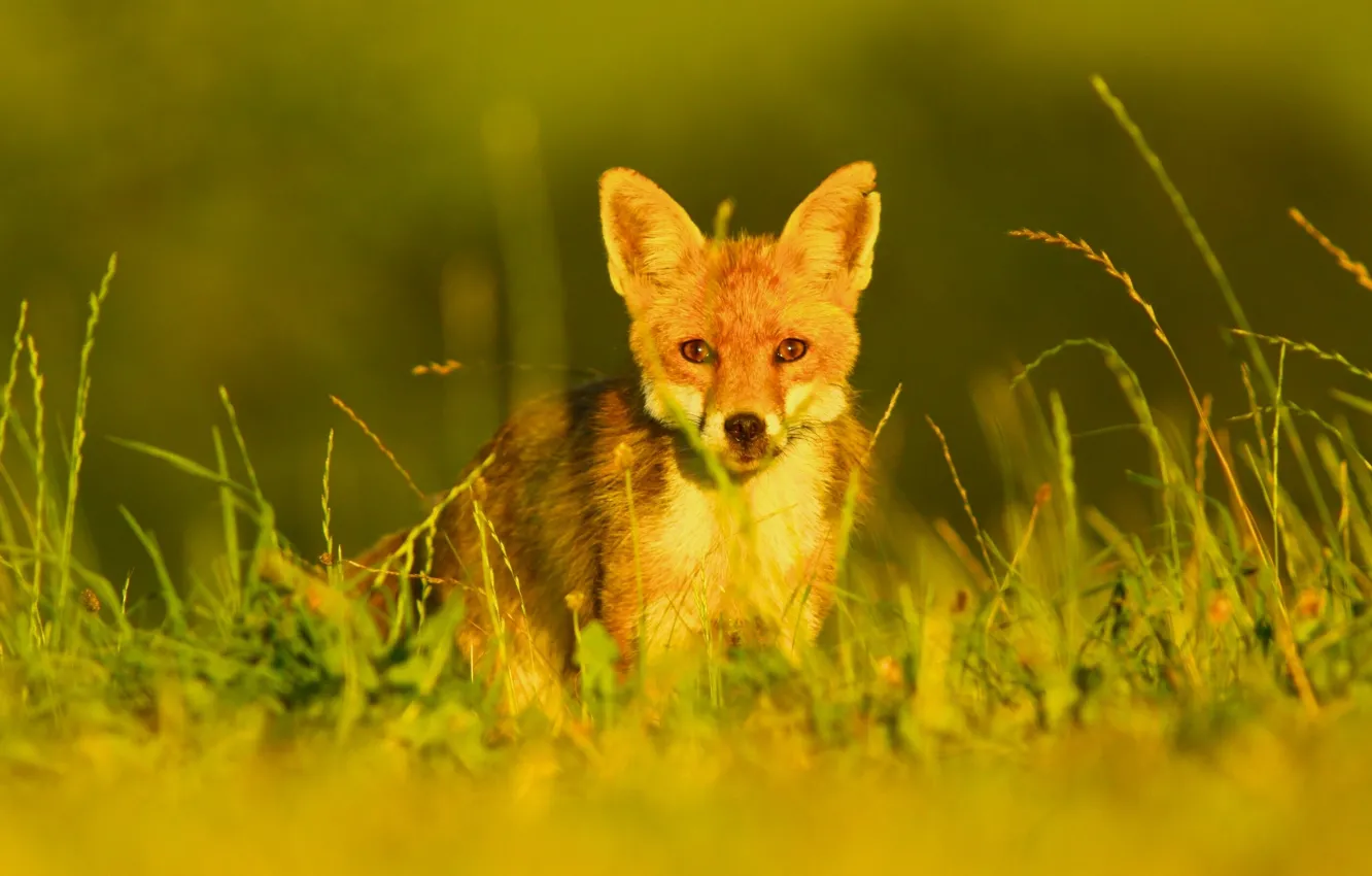 Photo wallpaper grass, look, Fox, red