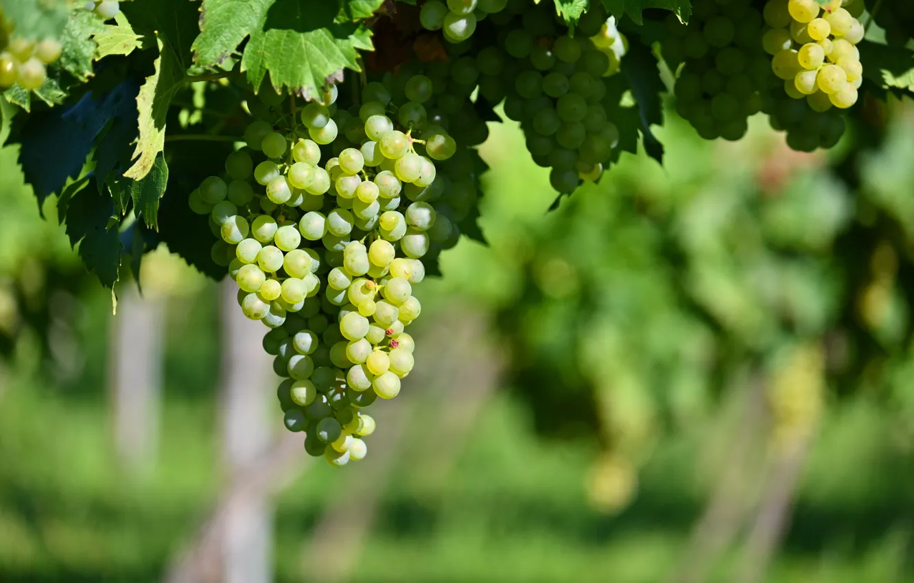 Photo wallpaper leaves, nature, garden, grapes, vineyard, bunch of grapes, vine
