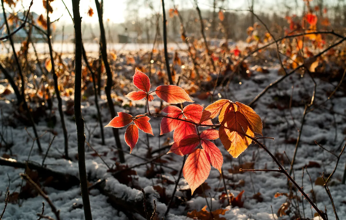 Photo wallpaper autumn, the sky, leaves, snow, branch