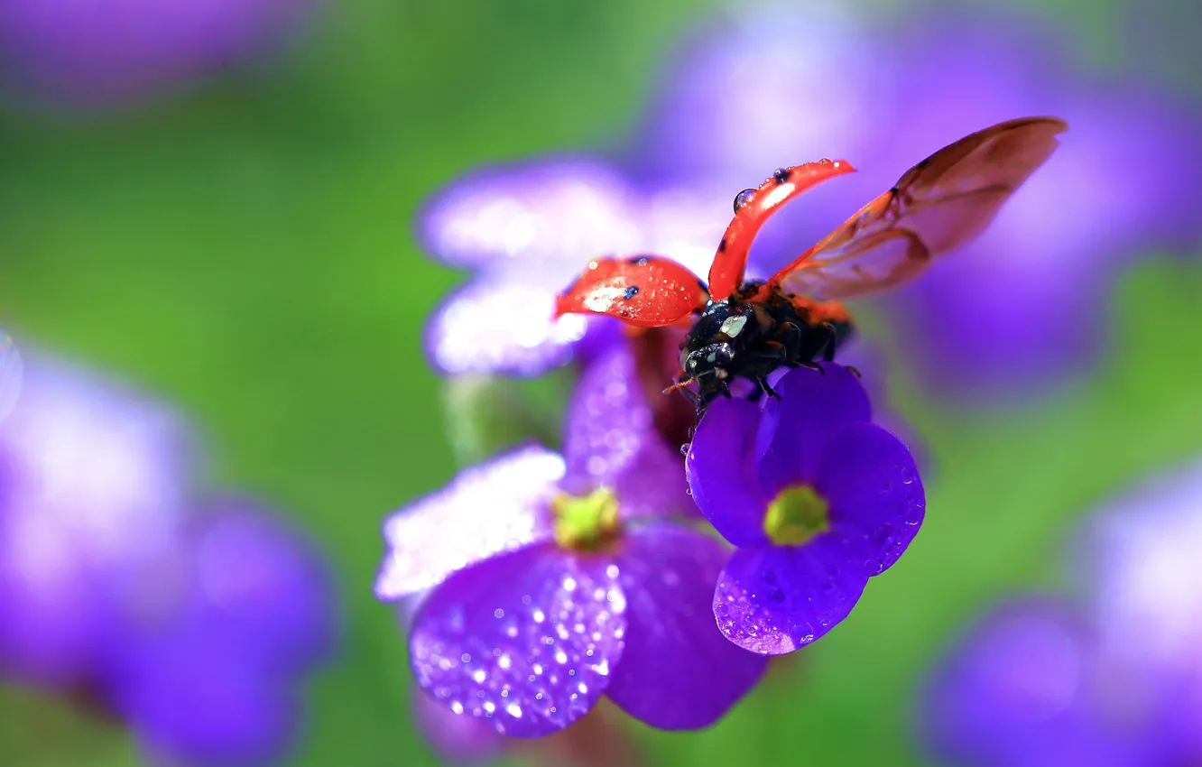 Photo wallpaper drops, macro, flowers, ladybug, beetle, blur, spring, insect