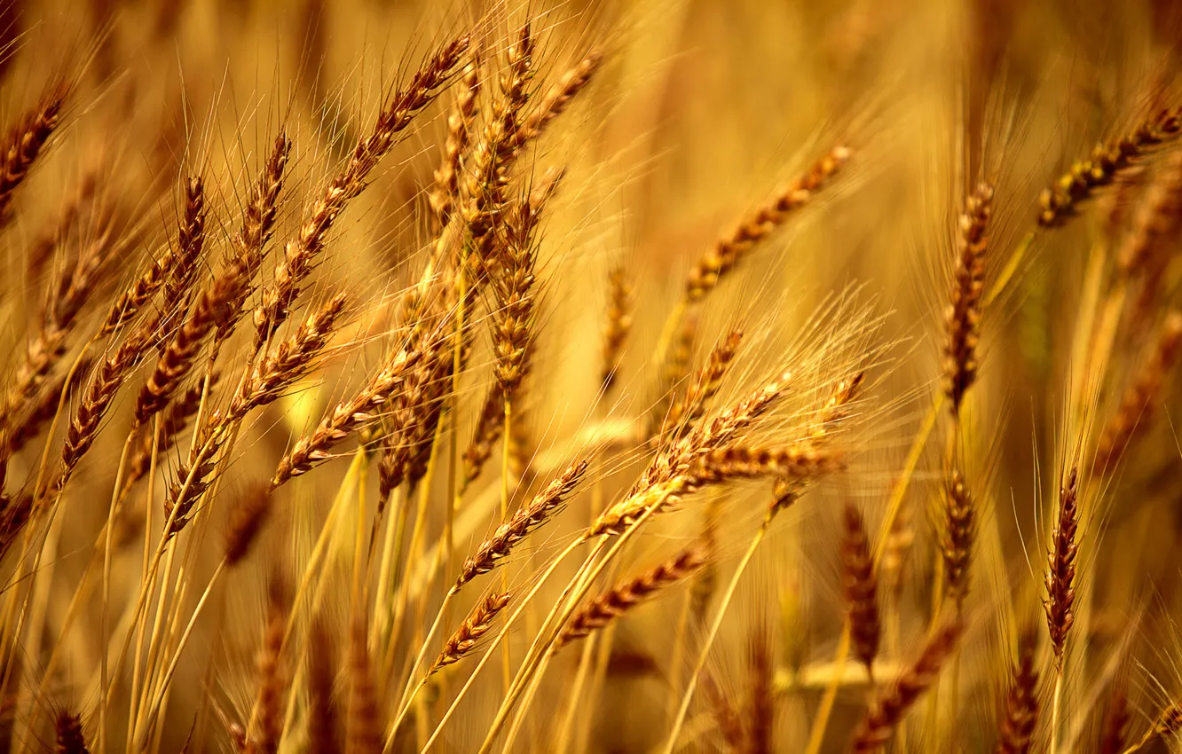 Photo wallpaper wheat, field, macro, background, Wallpaper, rye, wallpaper, widescreen