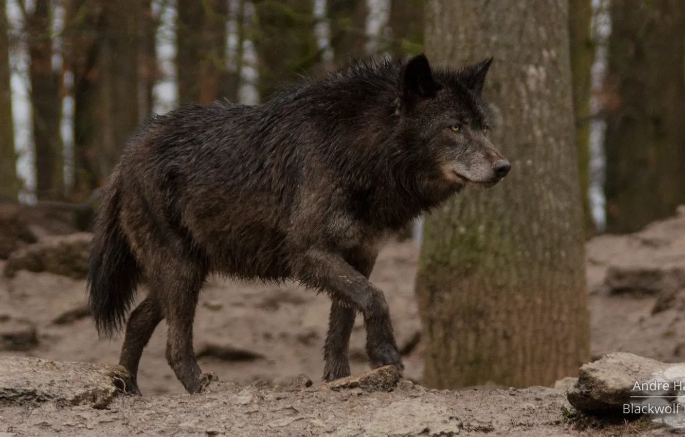 Photo wallpaper Predator, nature, animal, wolf, wildlife, Canis lupus., portrait.