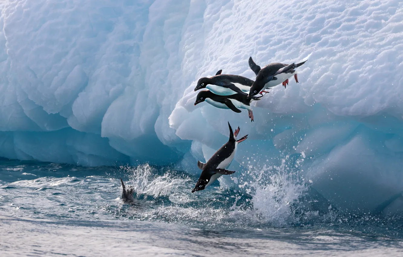 Photo wallpaper ice, winter, water, snow, squirt, pose, jump, bird