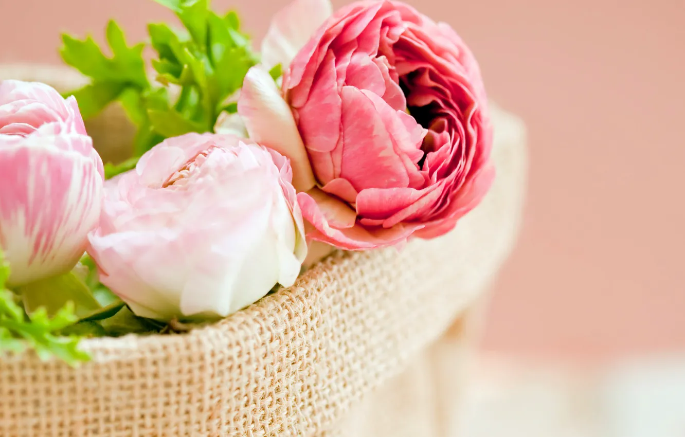 Photo wallpaper leaves, flowers, petals, pink, white, bag, buds, peonies