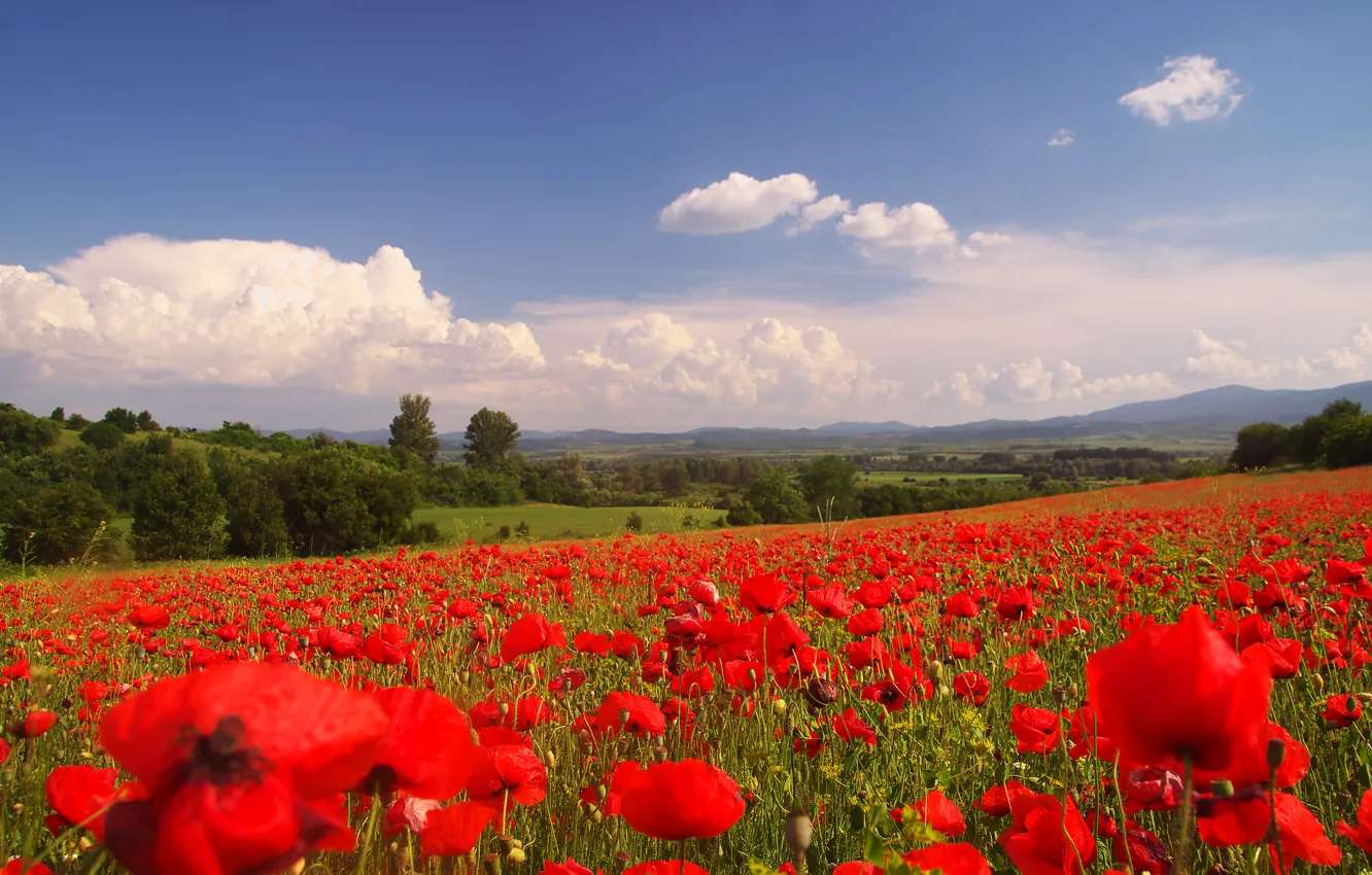 Photo wallpaper field, forest, summer, the sky, clouds, flowers, red, hills