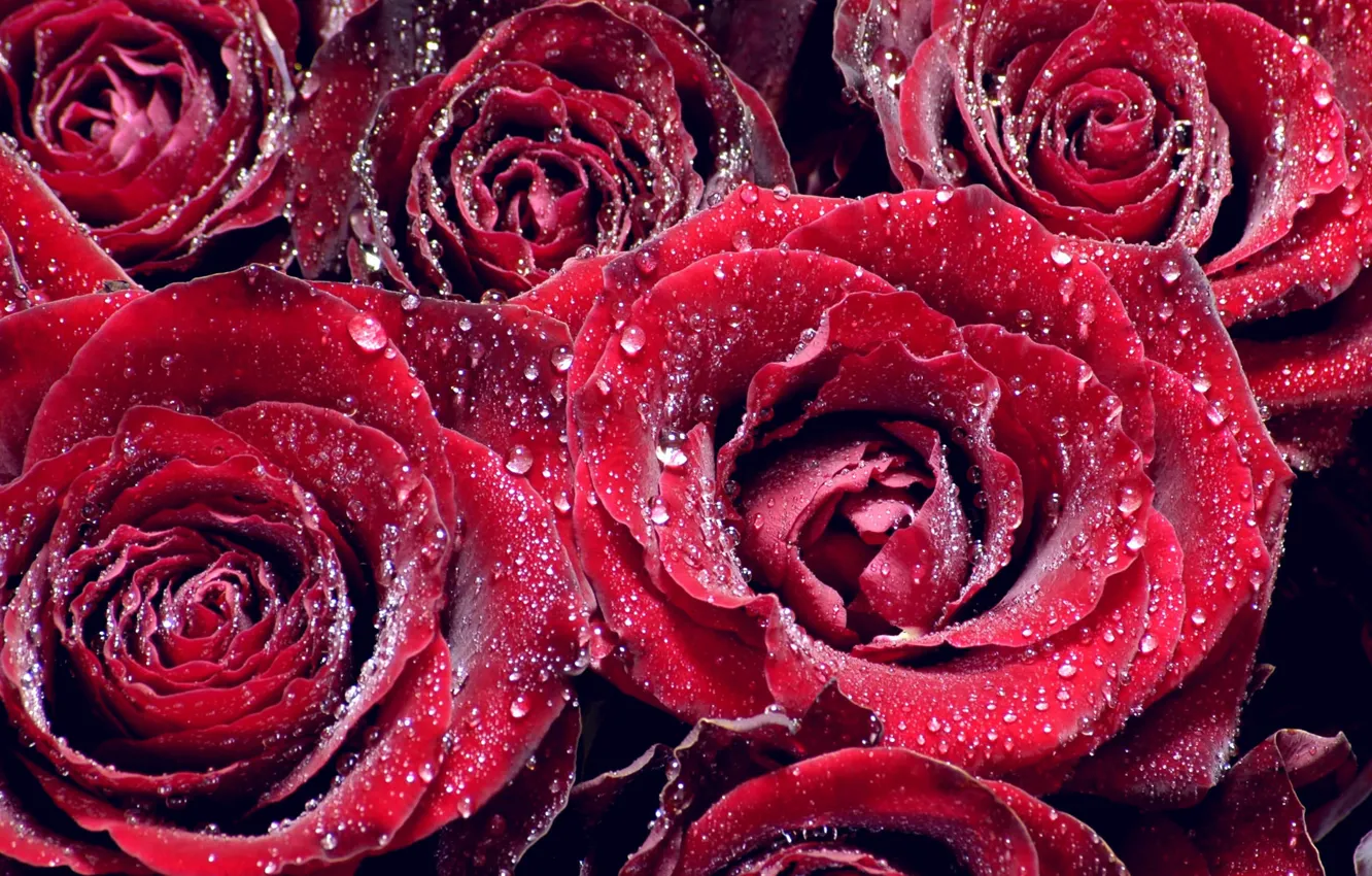 Photo wallpaper water, drops, macro, Rosa, roses, petals