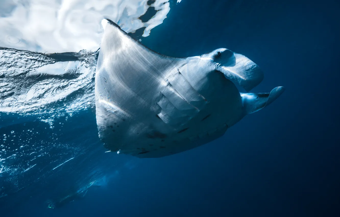 Photo wallpaper sea, light, the ocean, SKAT, under water