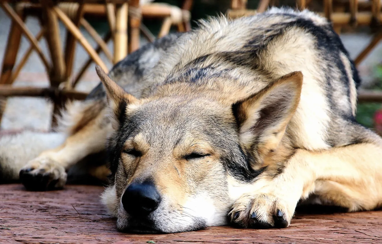 Photo wallpaper background, each, dog