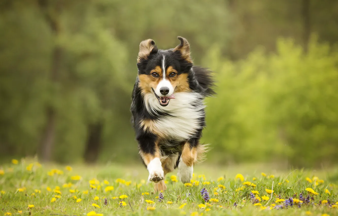 Photo wallpaper flowers, dog, meadow, running, walk