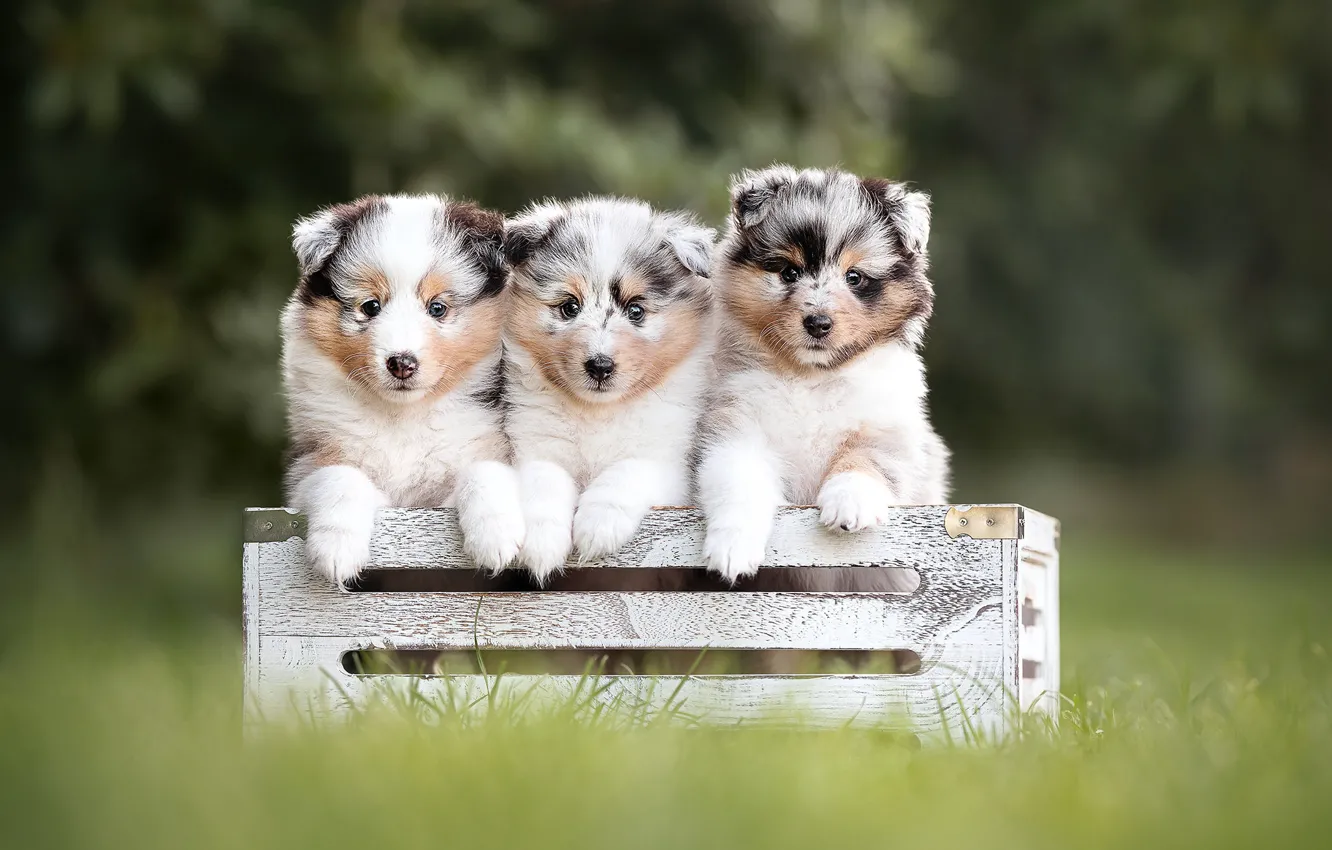 Photo wallpaper dogs, grass, puppies, box, trio, Trinity