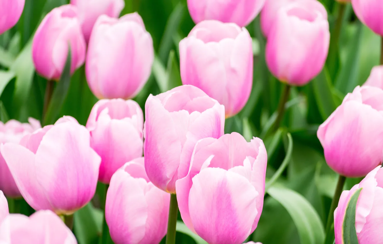 Photo wallpaper flowers, spring, tulips, pink
