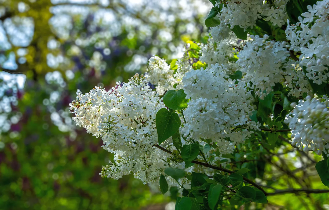 Photo wallpaper greens, light, flowers, branches, nature, Bush, spring, garden