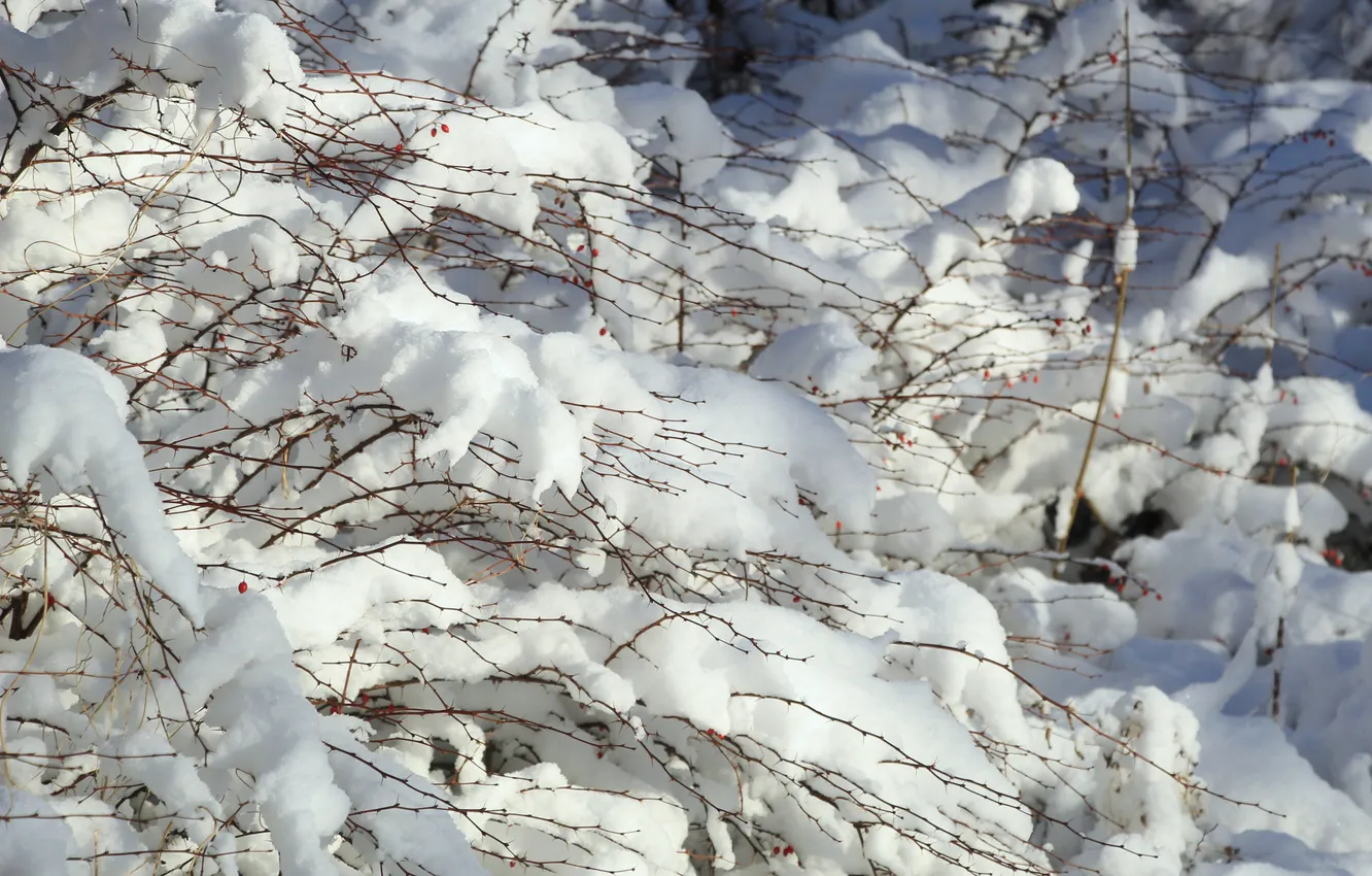 Photo wallpaper winter, snow, twig